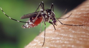 Mückenstiche: Tipps für einen juckfreien Sommer