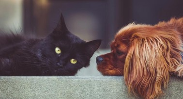 Wann sich eine Haftpflichtversicherung für Haustiere lohnt